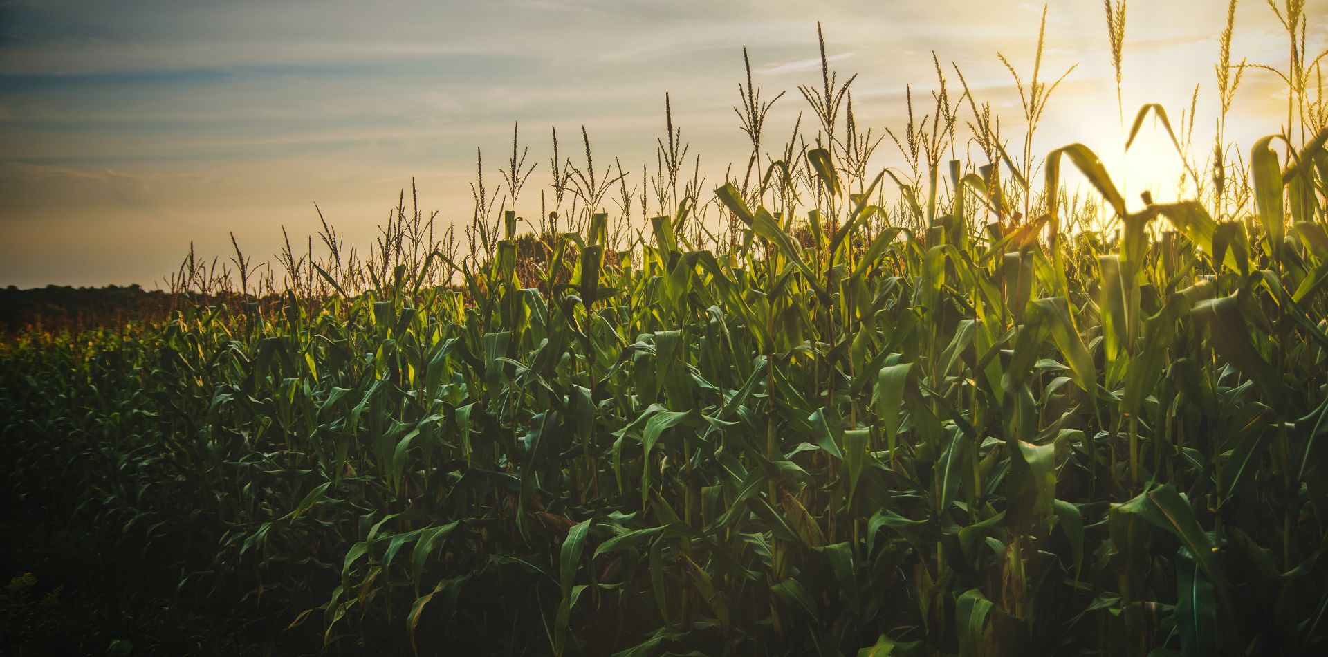 Corn Field